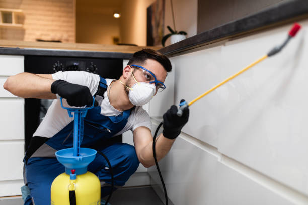 Best Local Pest Control Services  in Cape Girardeau, MO