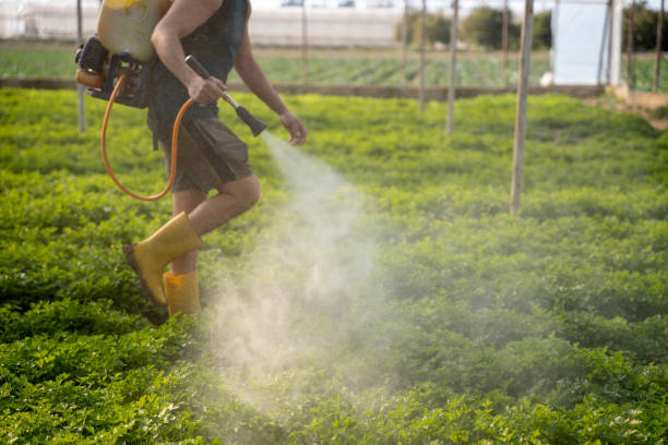 Best Pest Control Near Me  in Cape Girardeau, MO