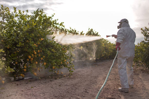 Best Residential Pest Control  in Cape Girardeau, MO