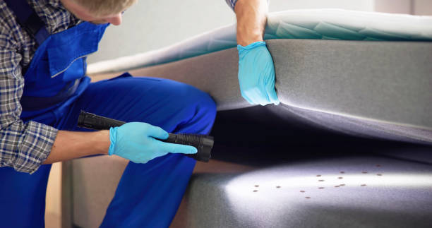 Best Wasp Removal Services  in Cape Girardeau, MO